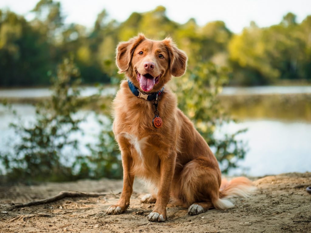 cute puppy 18