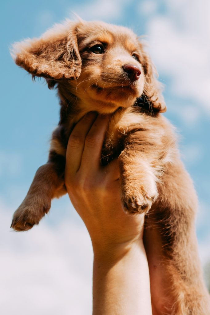 cute puppy 5