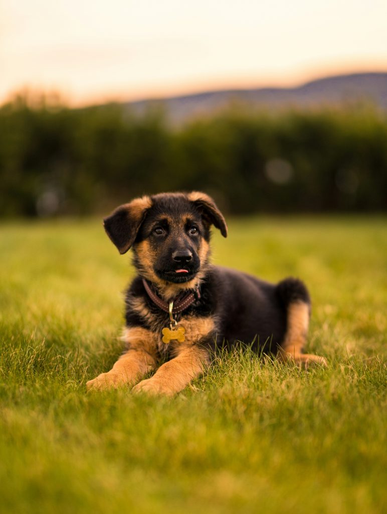 cute puppy 6