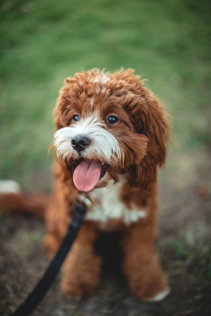 cute puppy 7