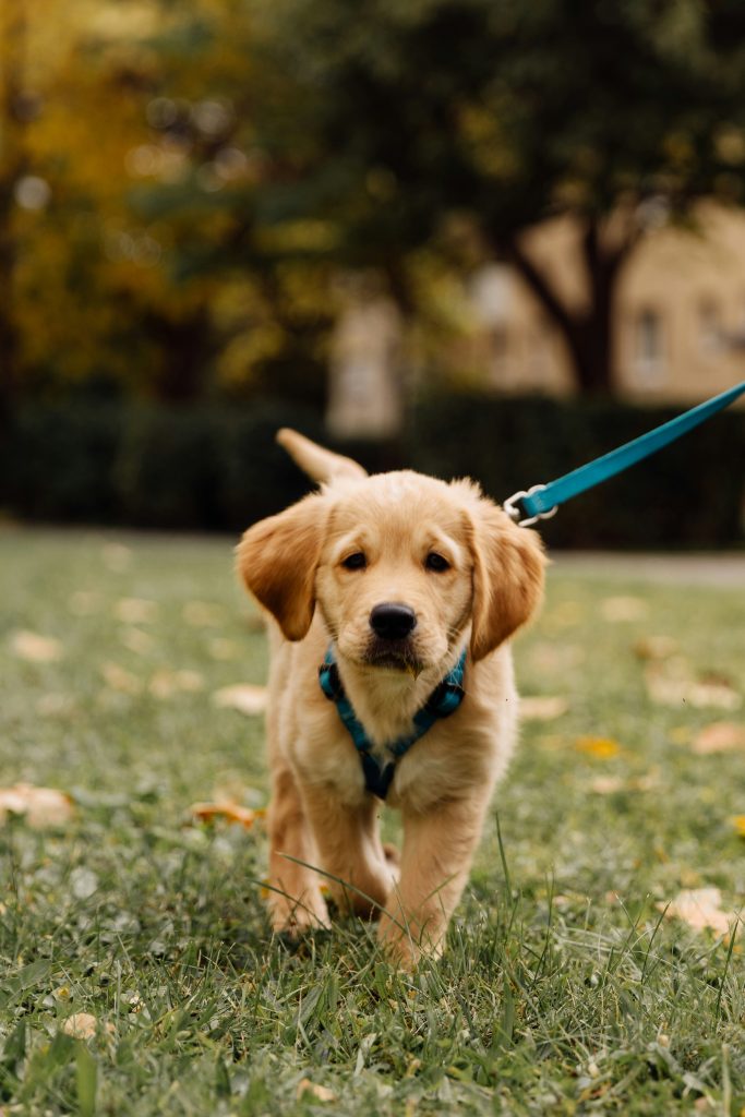 cute puppy 8