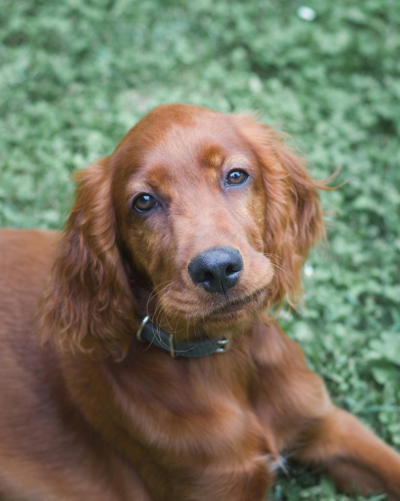 cute puppy 19